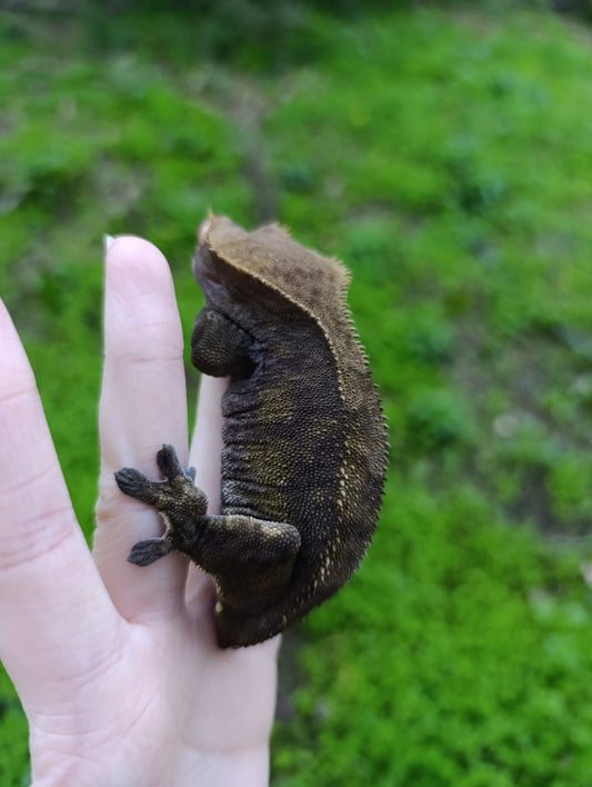 Adult Breeder Female