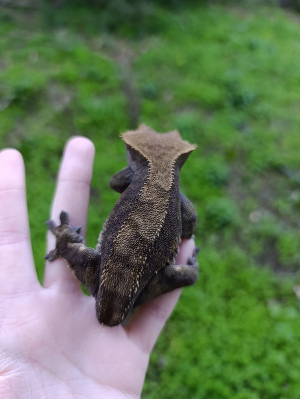 Adult Breeder Female