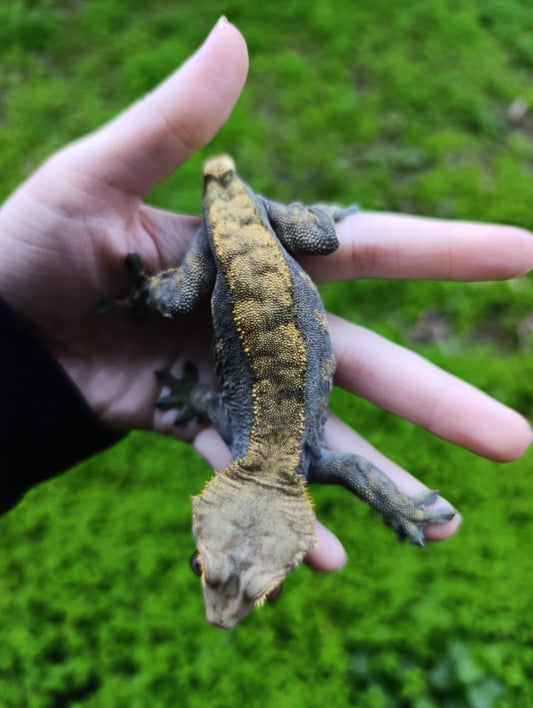 Adult Breeder Female