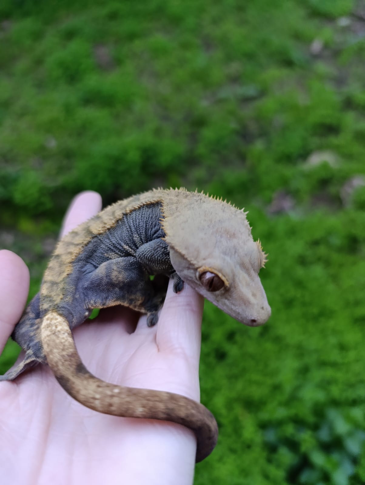 Adult Breeder Female