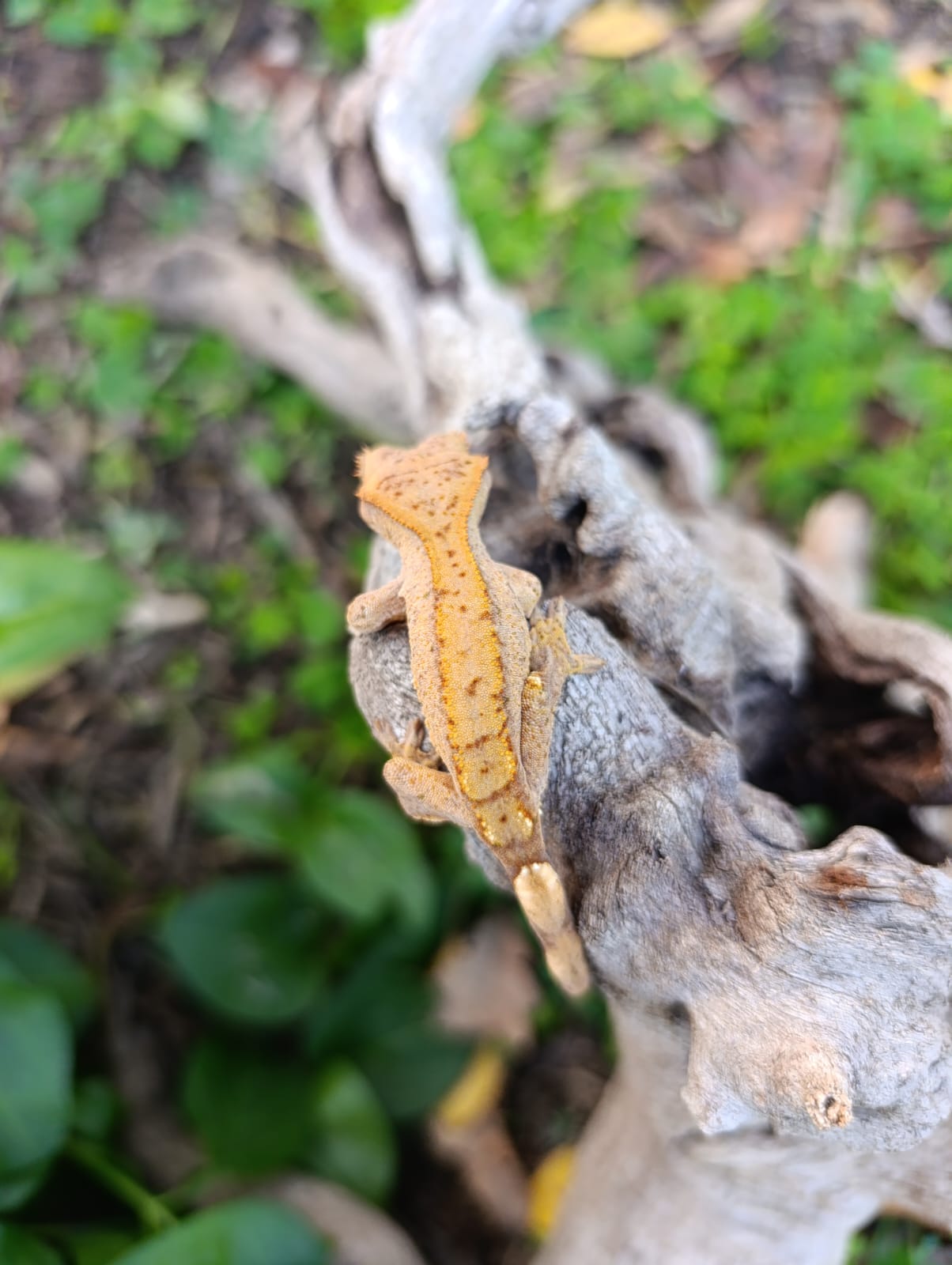 Unique Yellow Partial Pin