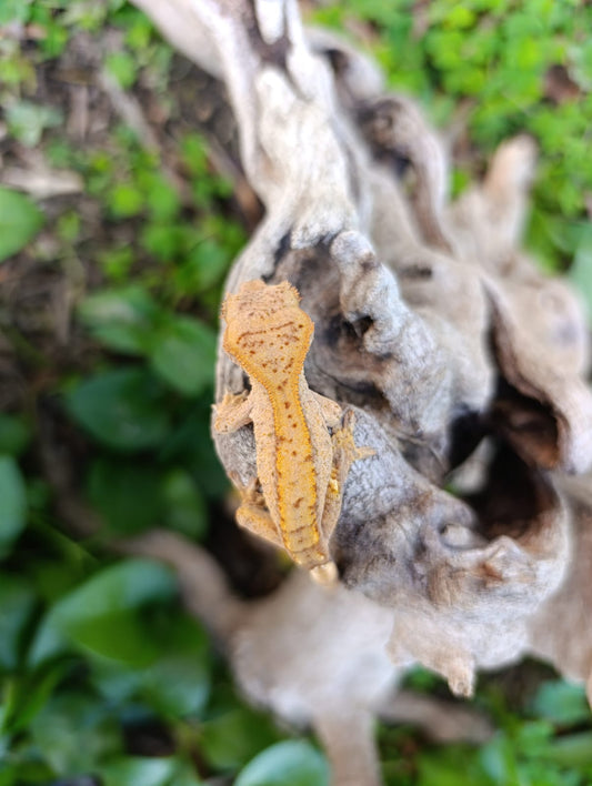Unique Yellow Partial Pin