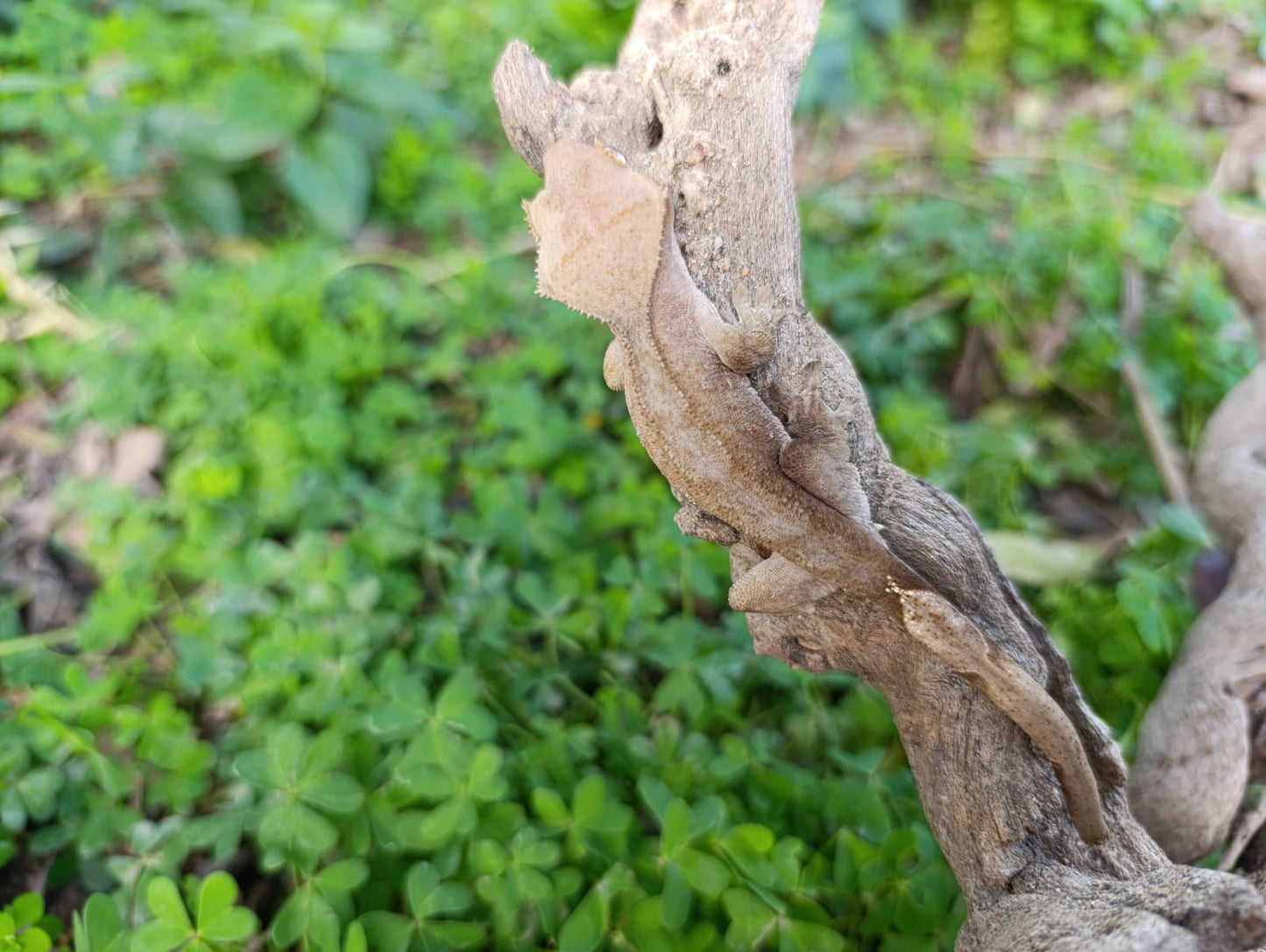 Patternless Juvie