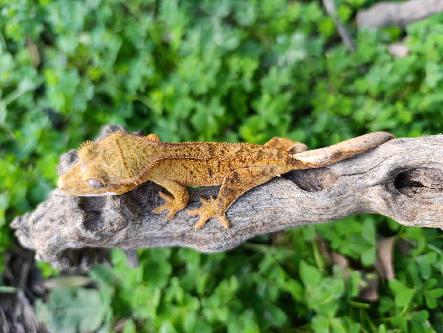 Bright Yellow Tiger