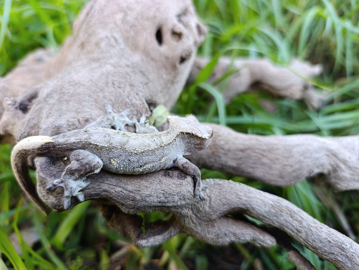 Furry scale Male