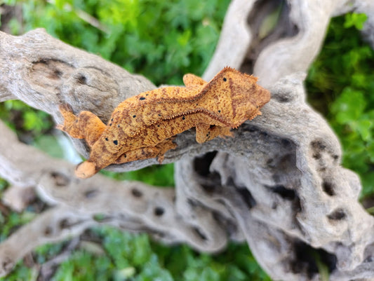 Super Bright Brindle Dal Female