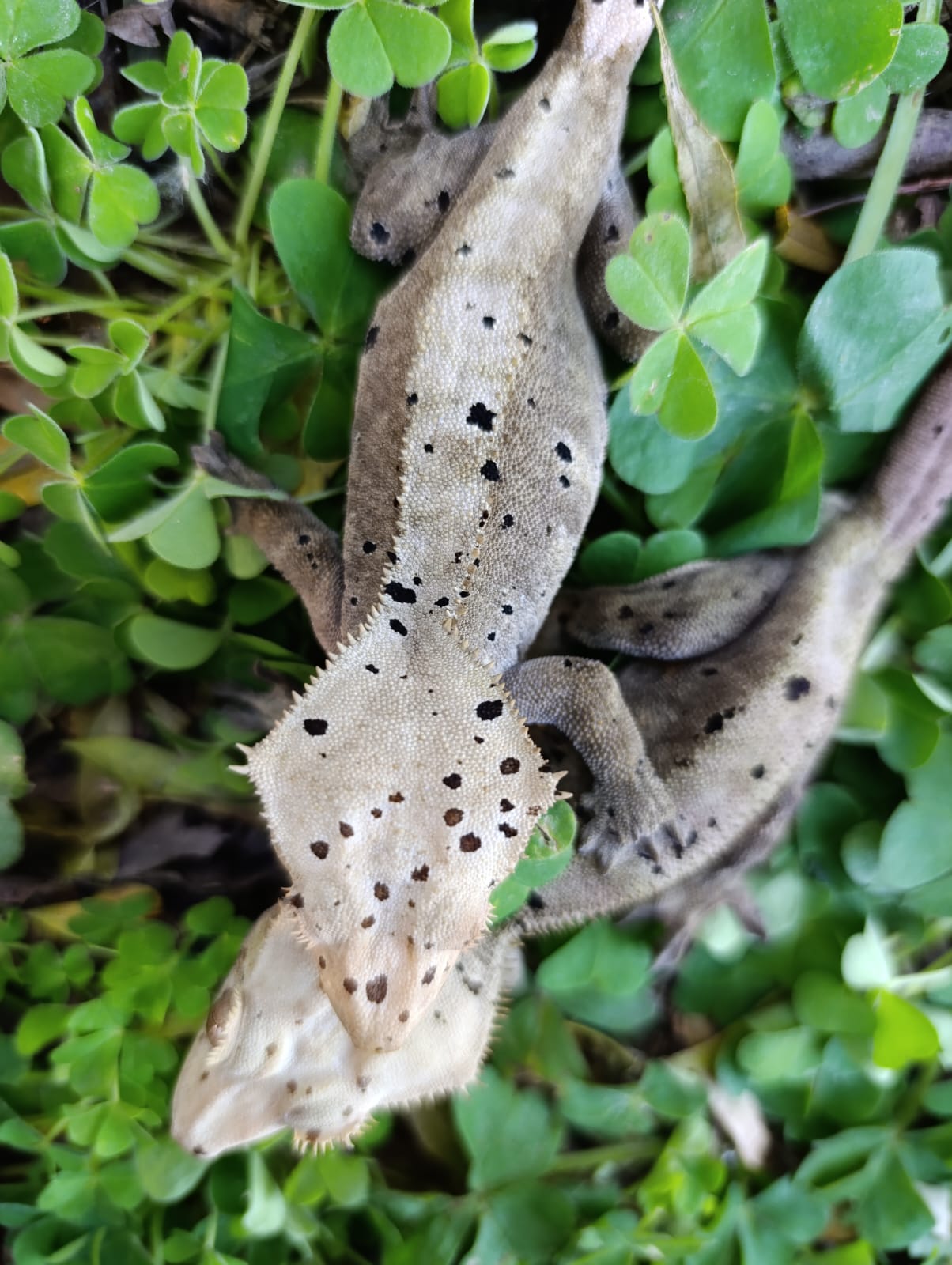 Adult Super Dalmatian Pair