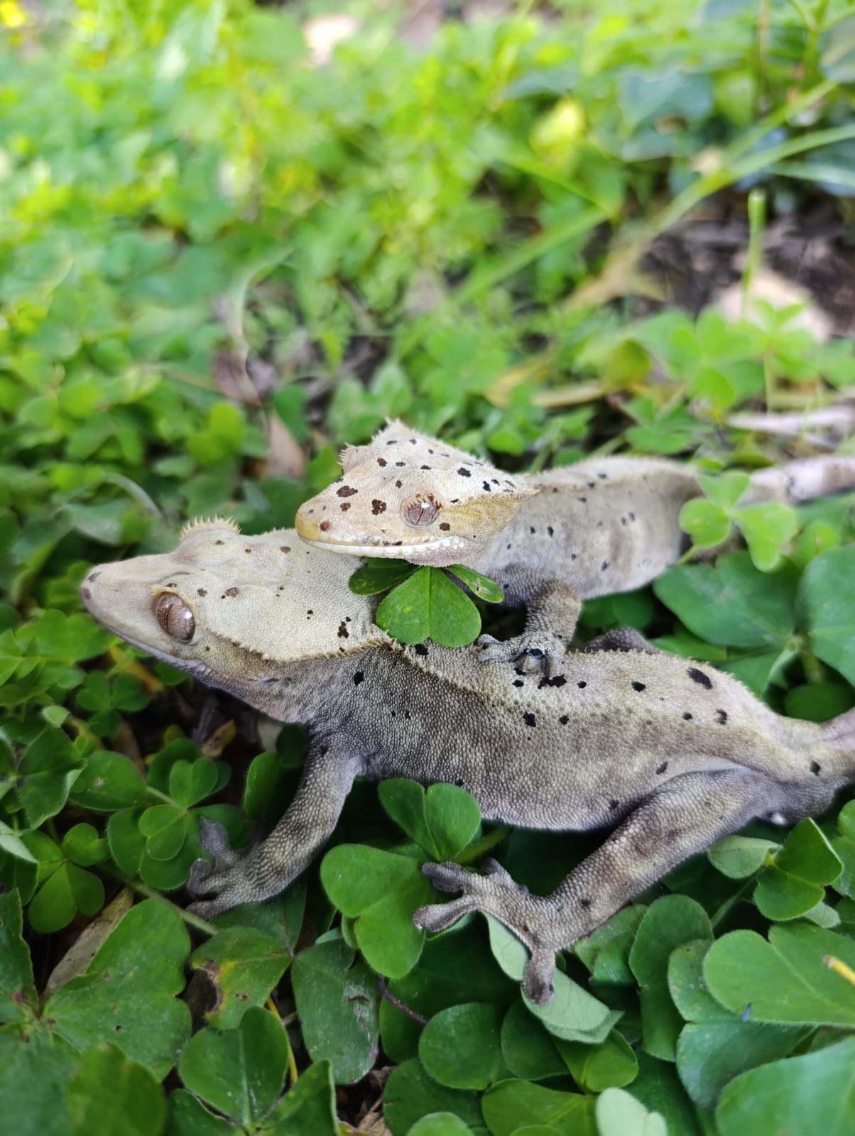 Adult Super Dalmatian Pair