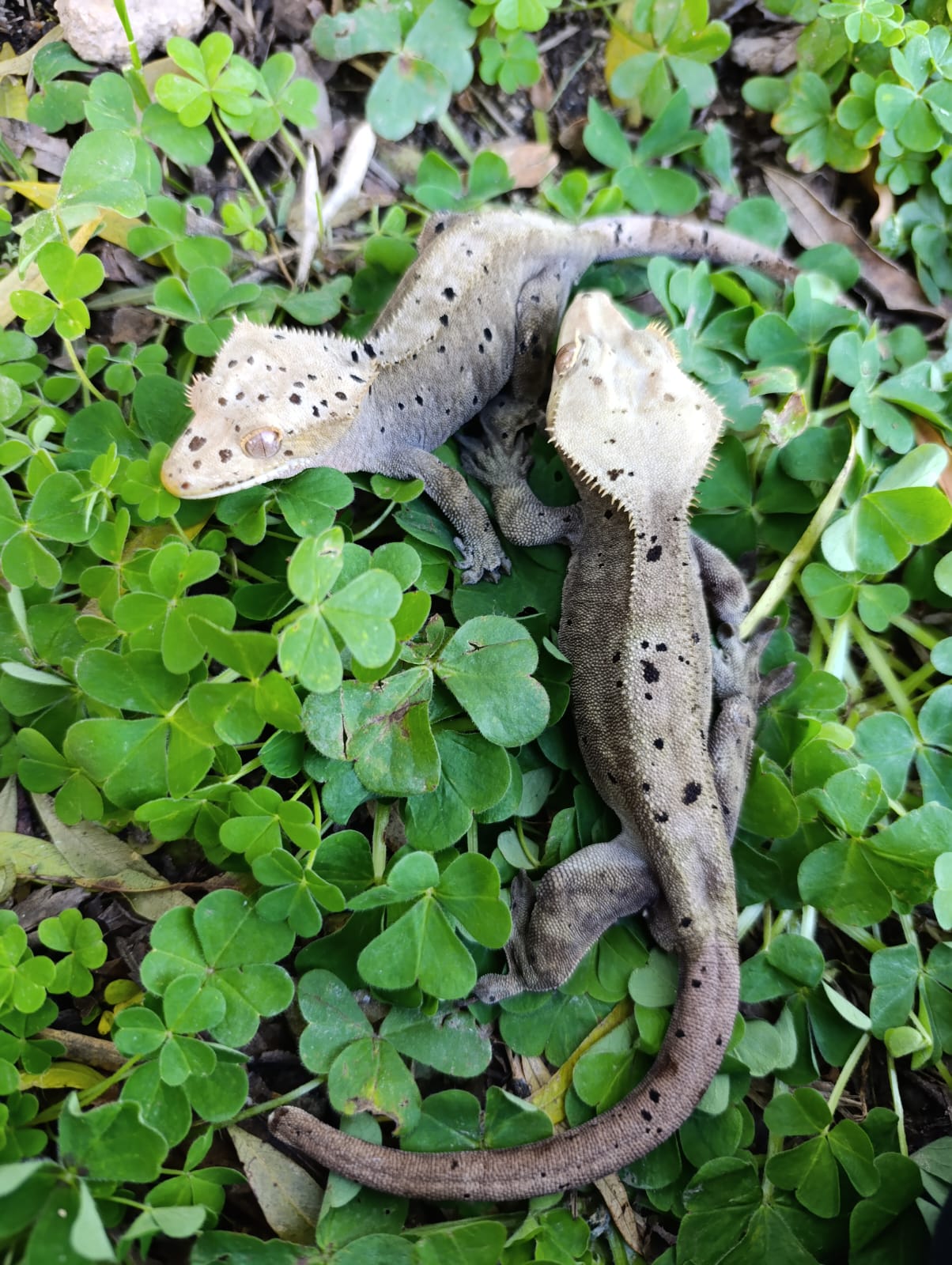 Adult Super Dalmatian Pair