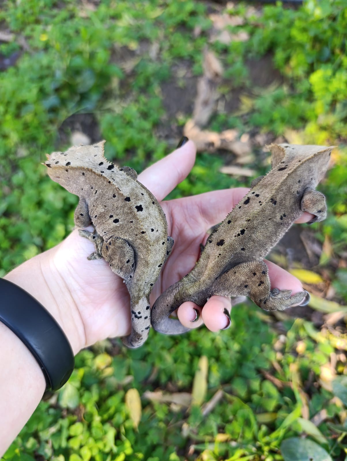 Adult Super Dalmatian Pair