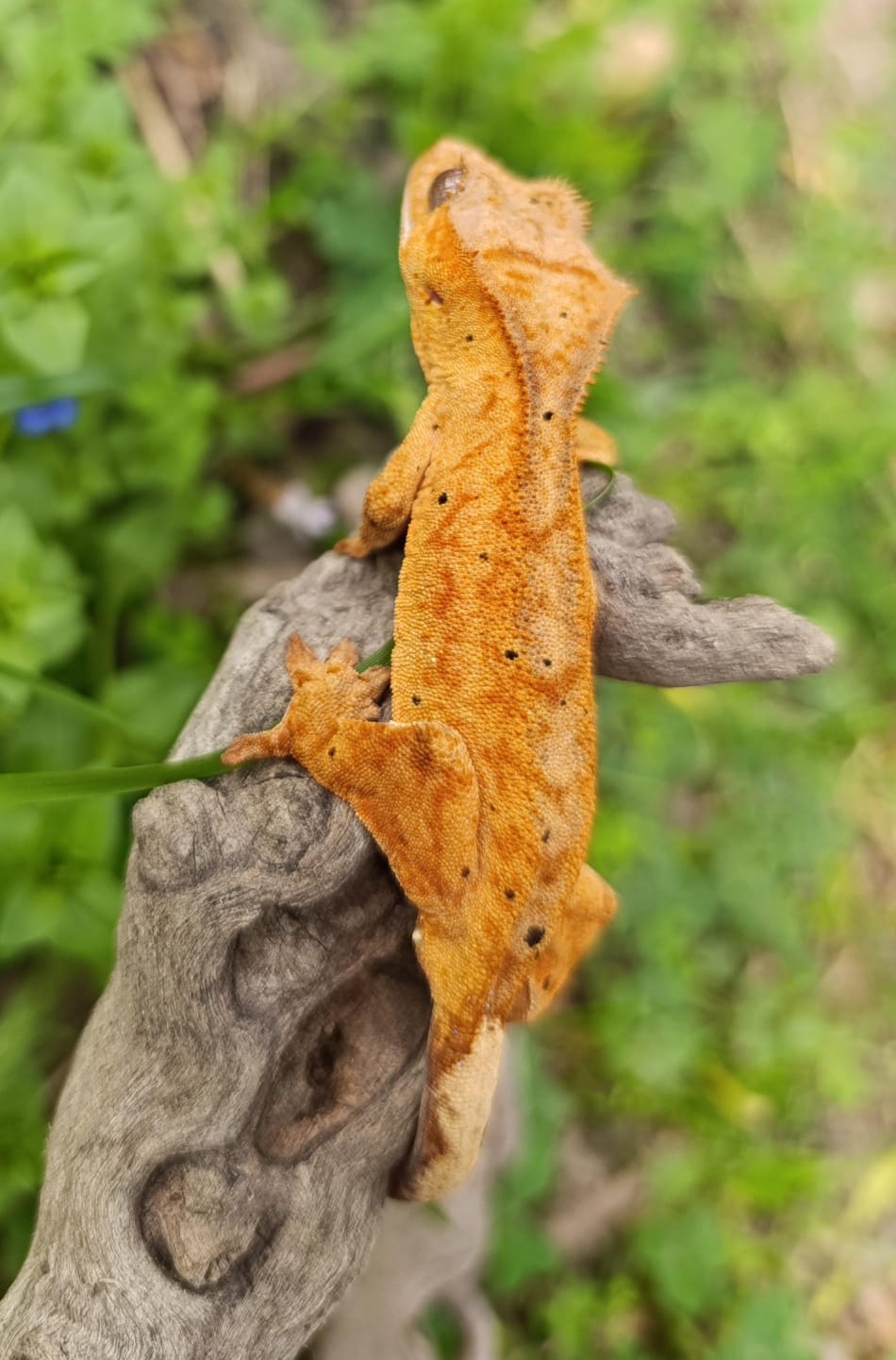 Super bright yellow Brindle Dal