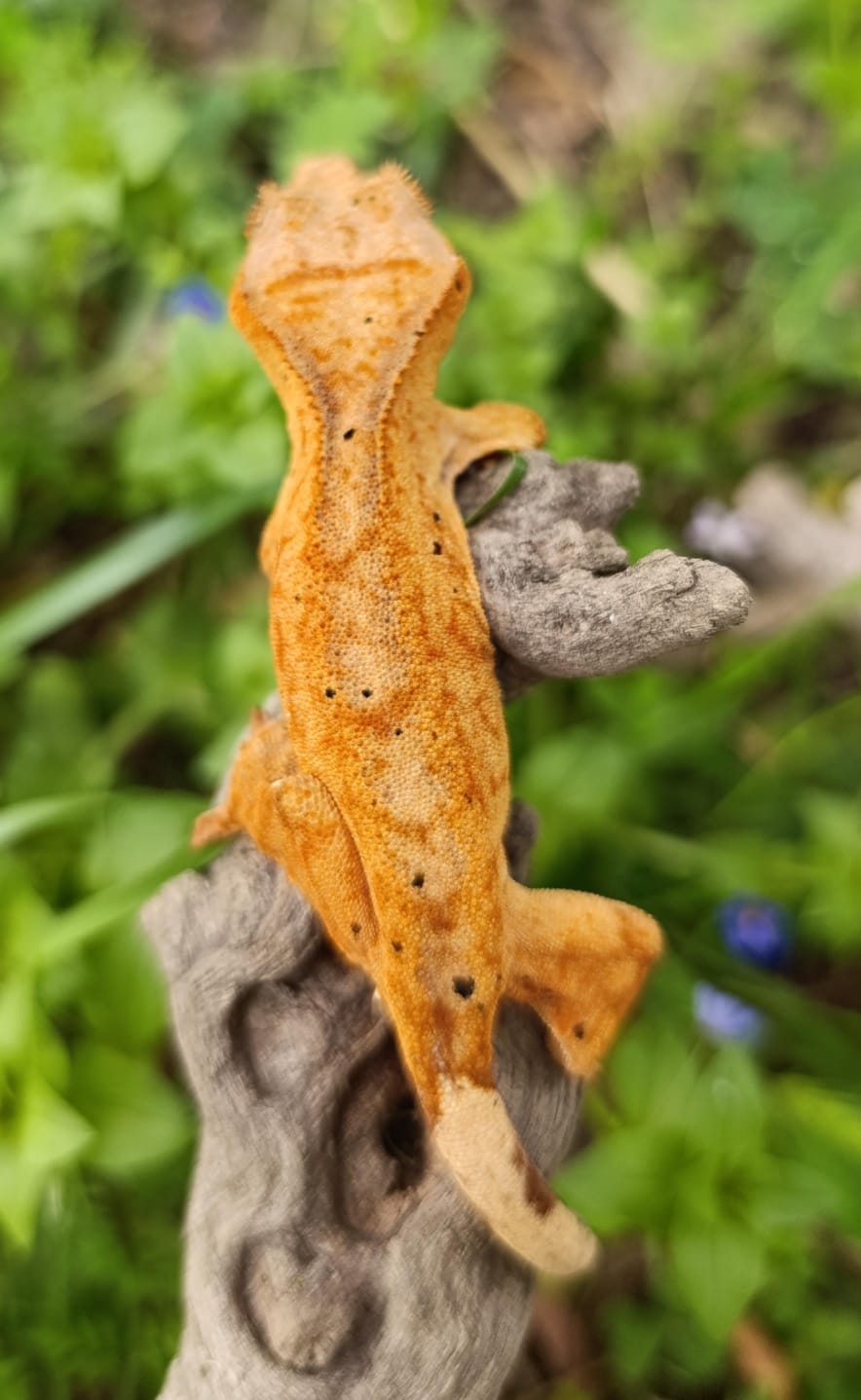Super bright yellow Brindle Dal
