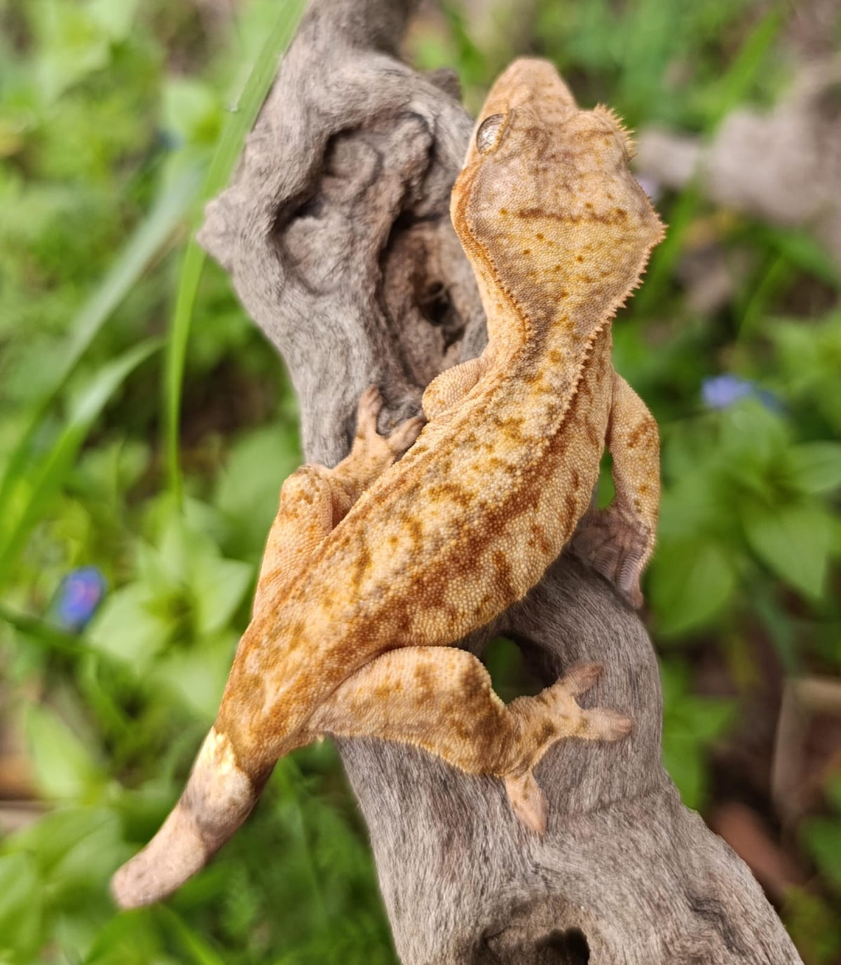 Partial Phantom Brindle