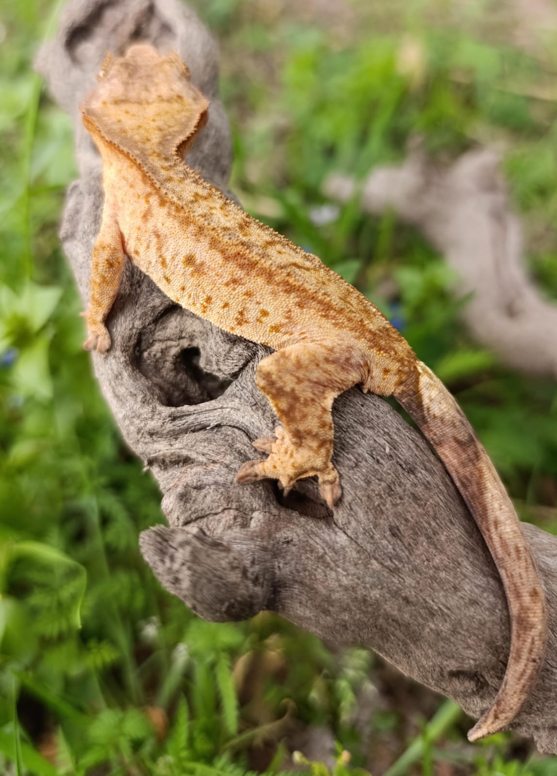 Partial Phantom Brindle