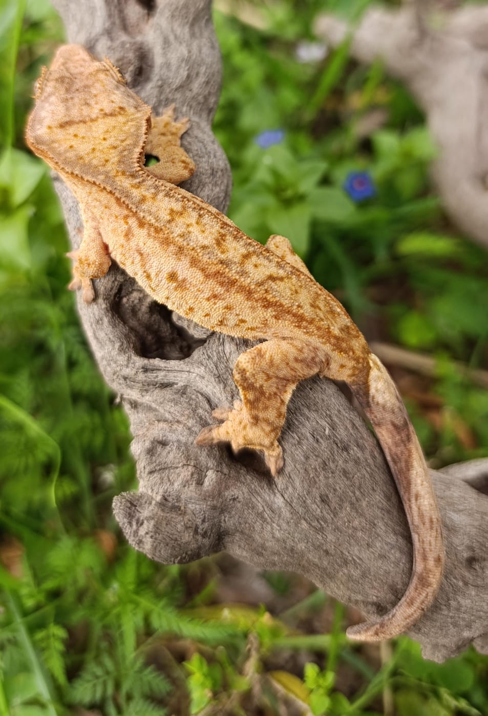 Partial Phantom Brindle