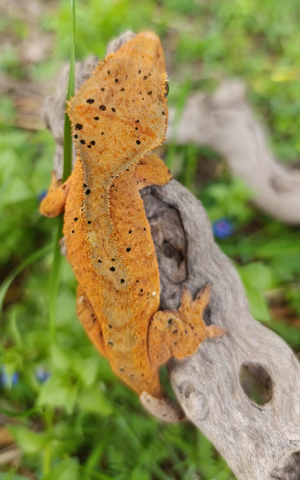Orange Dalmatian