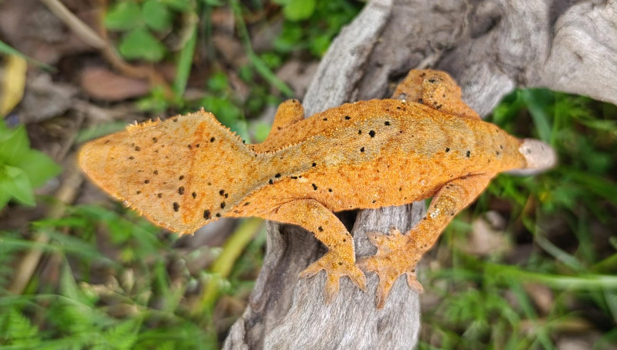Orange Dalmatian