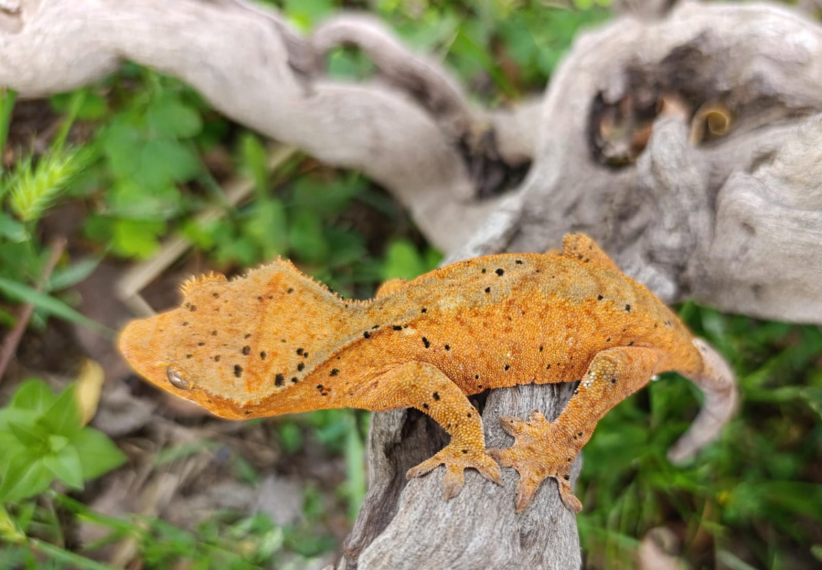 Orange Dalmatian