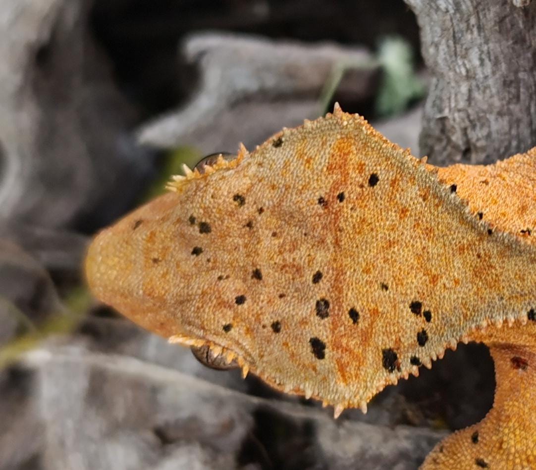 Orange Dalmatian