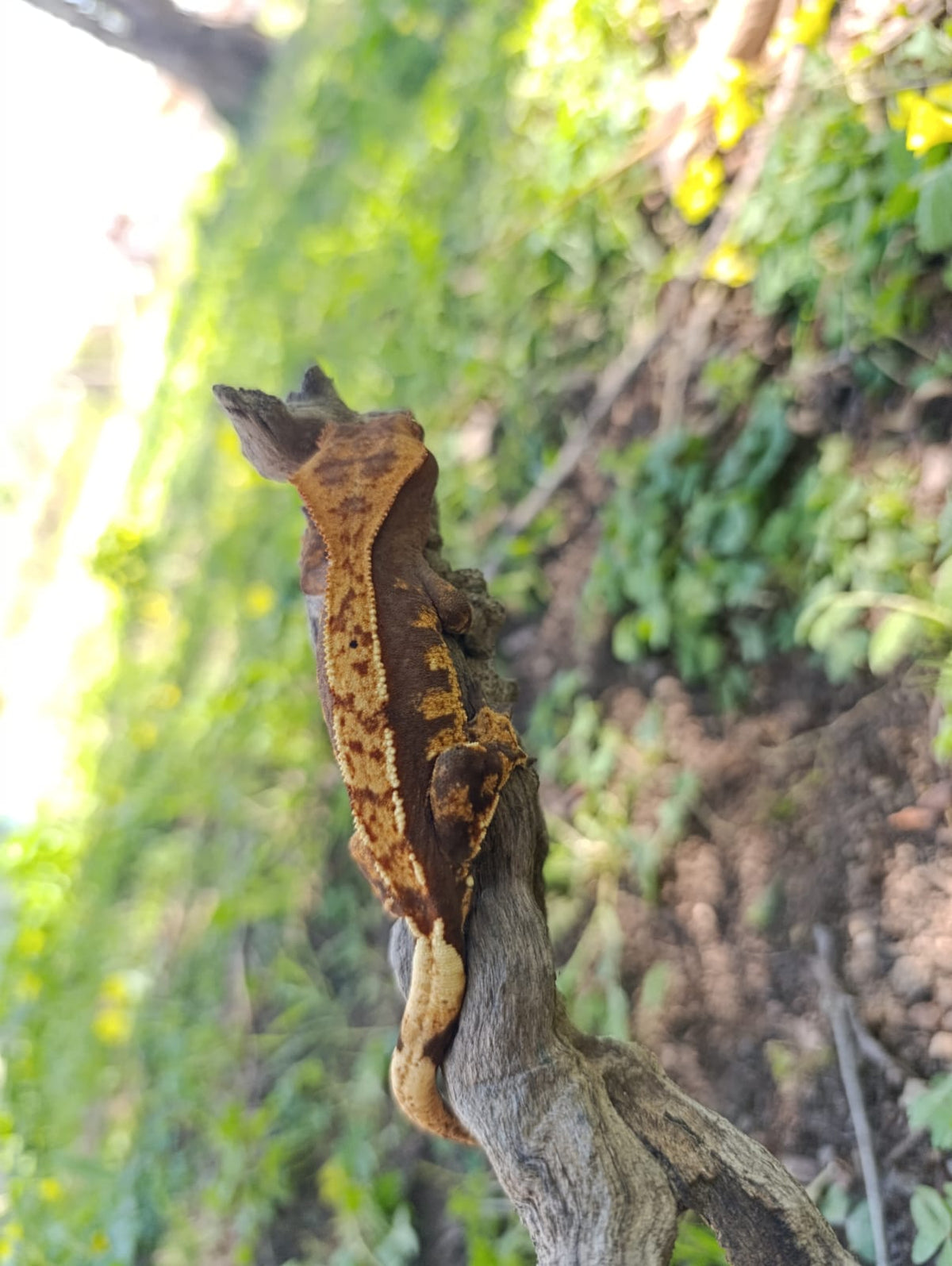 Dashed Pin Harlequin