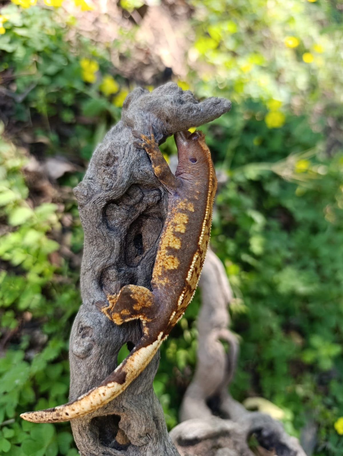 Dashed Pin Harlequin
