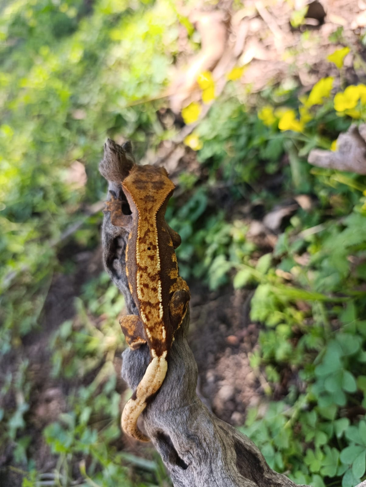 Dashed Pin Harlequin