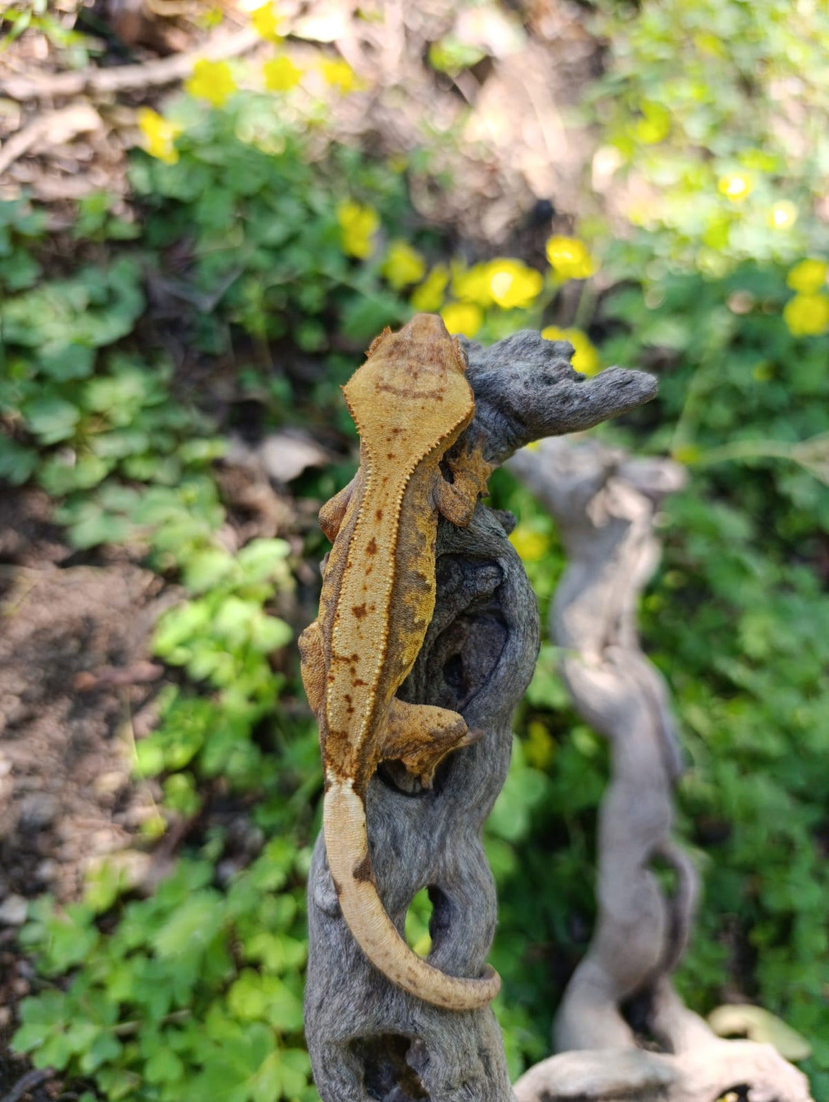 Extreme Harlequin