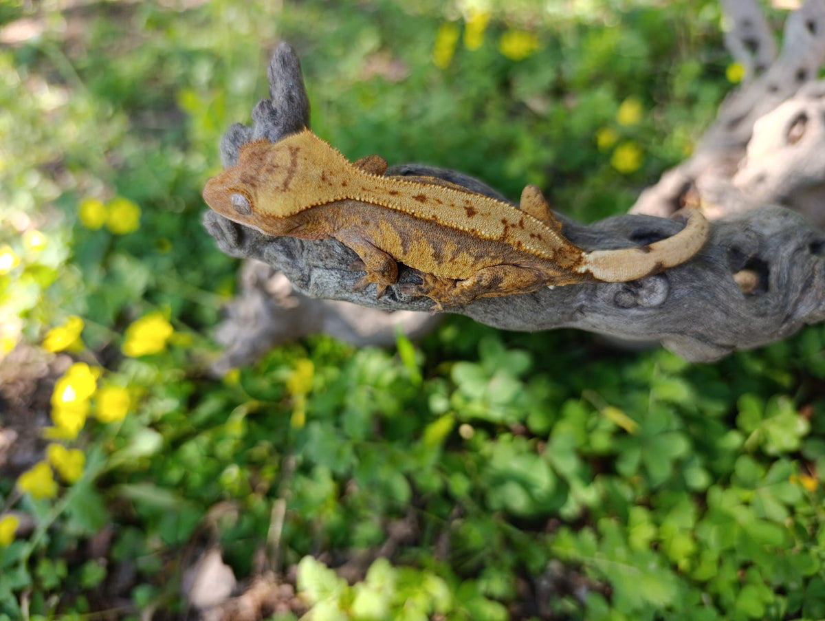 Extreme Harlequin