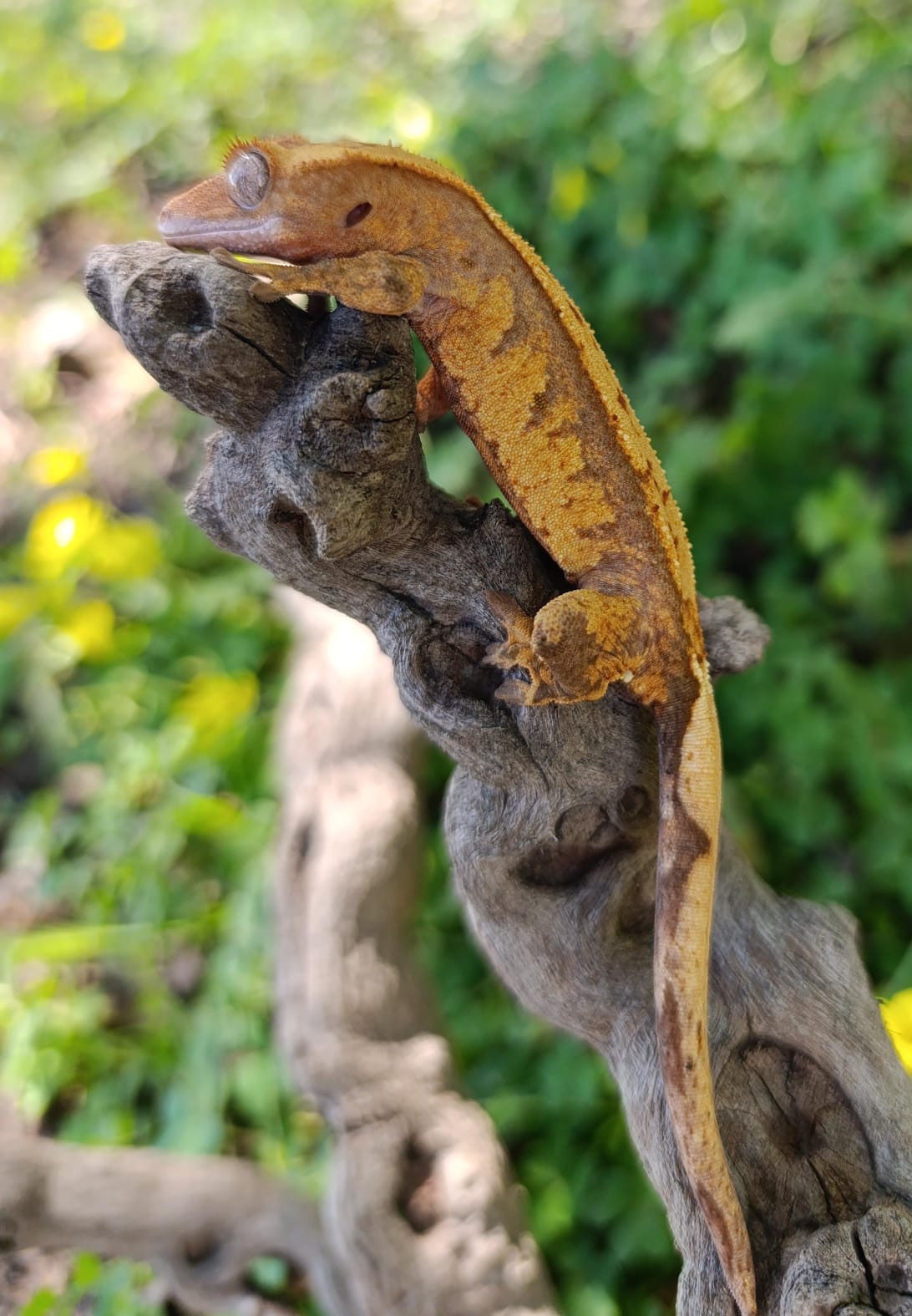 Extreme Harlequin