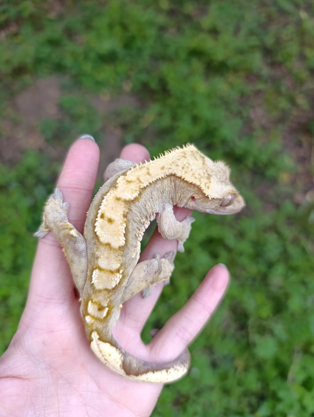 Breeder Male