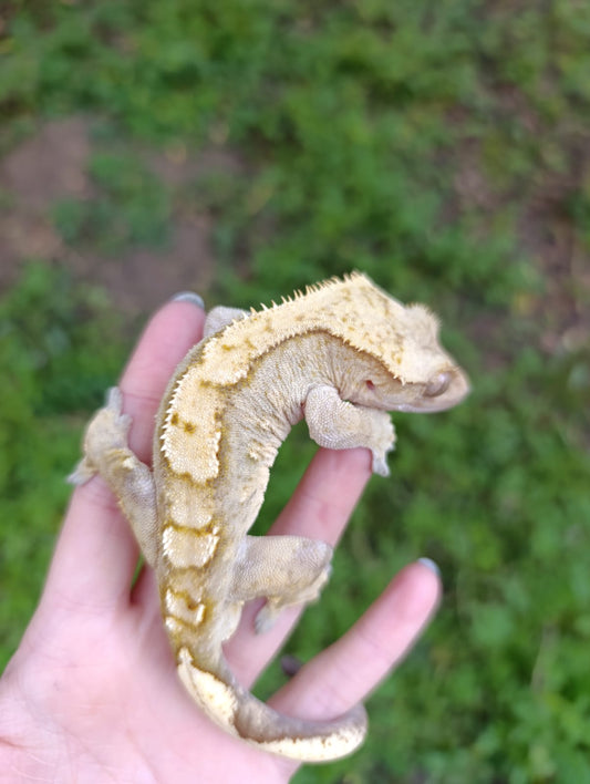 Breeder Male