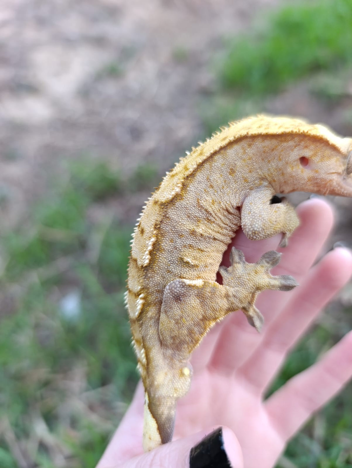 Breeder Male