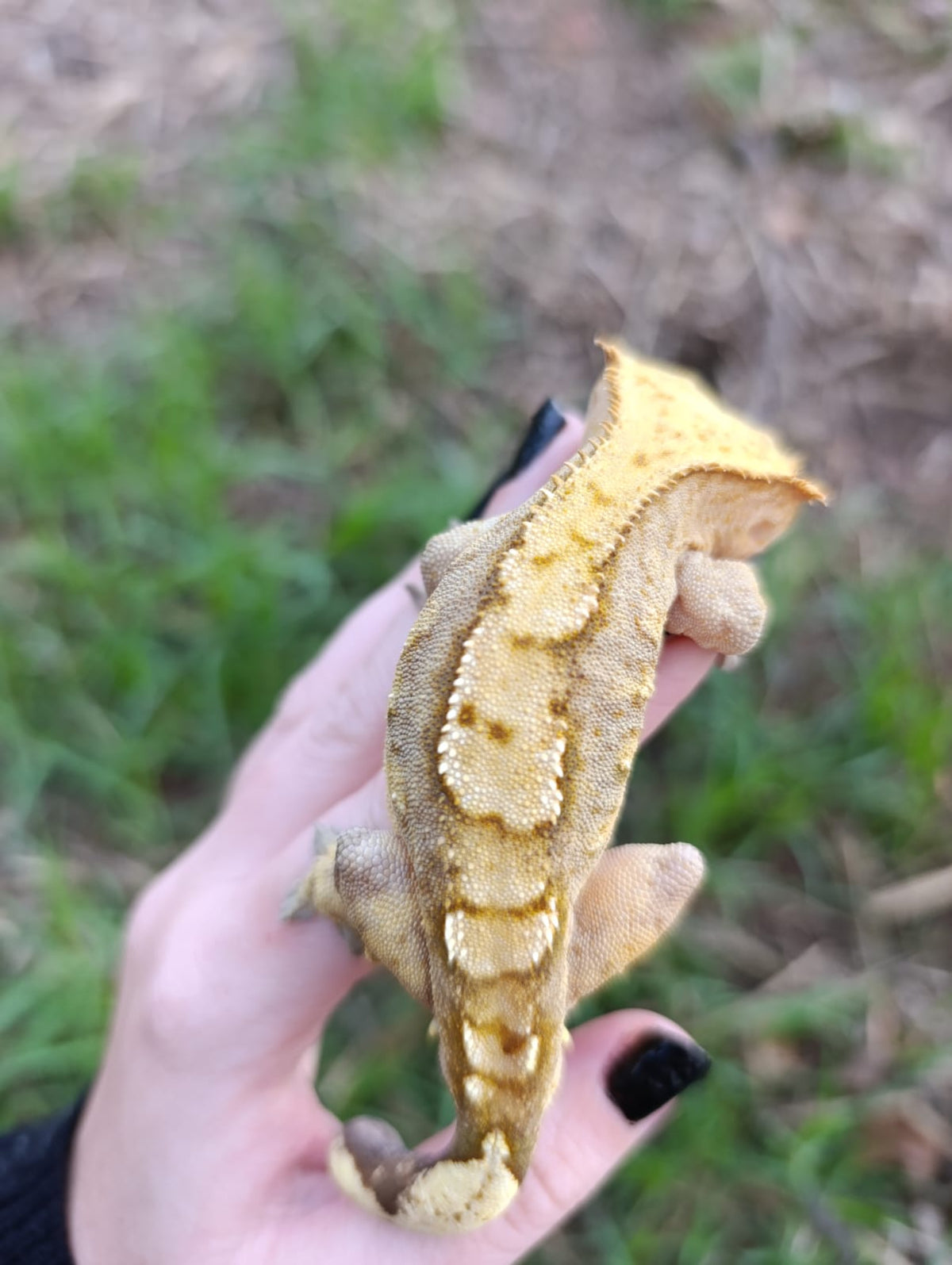 Breeder Male