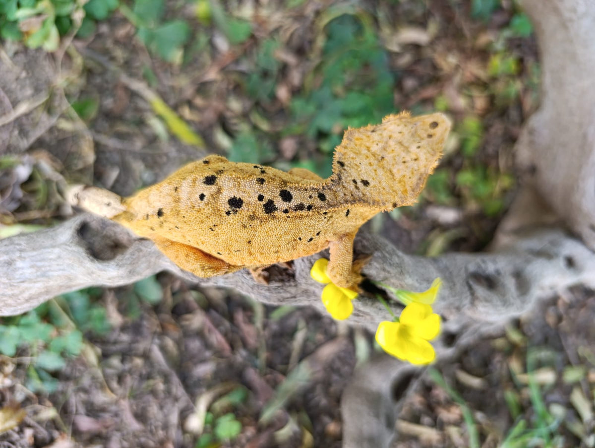 Bright Yellow Dalmatian Female