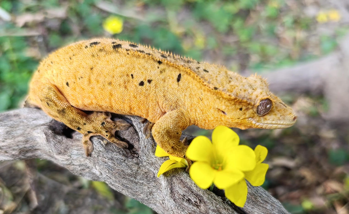 Bright Yellow Dalmatian Female
