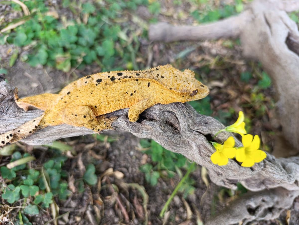 Bright Yellow Dalmatian Female