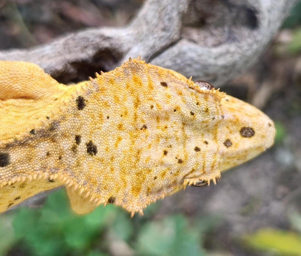 Bright Yellow Dalmatian Female