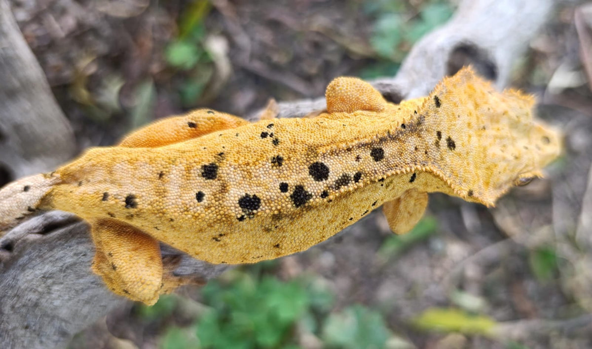 Bright Yellow Dalmatian Female