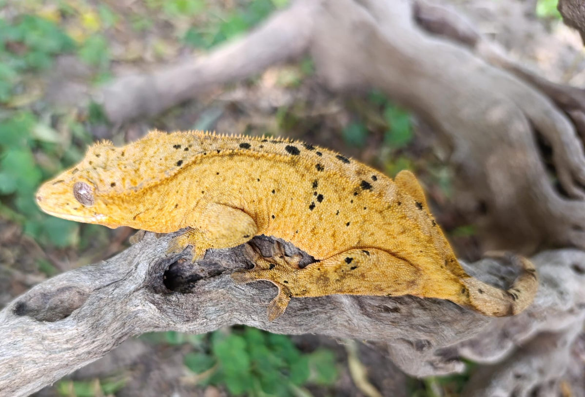 Bright Yellow Dalmatian Female