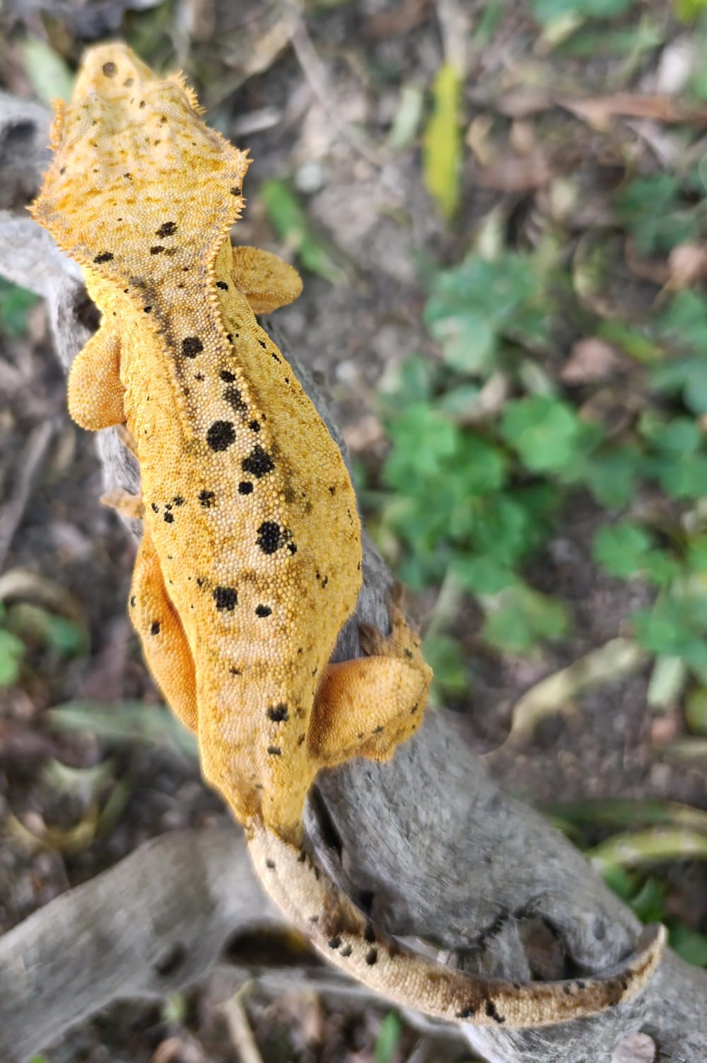 Bright Yellow Dalmatian Female