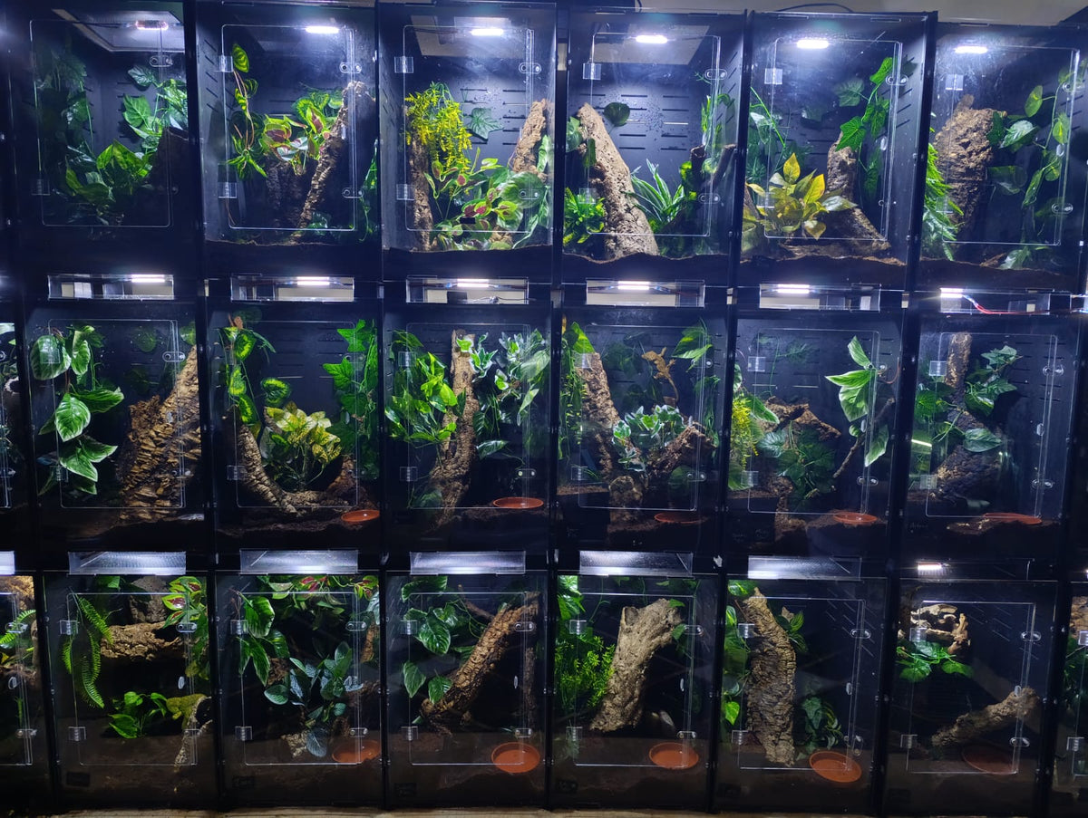 Large crested gecko enclosure kit with plants, cork bark and soil