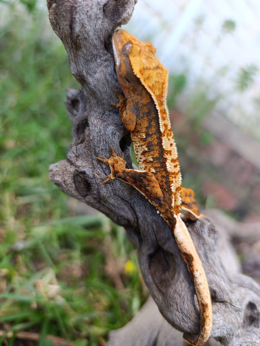 Tri-colour baby crested gecko, orange, white and black