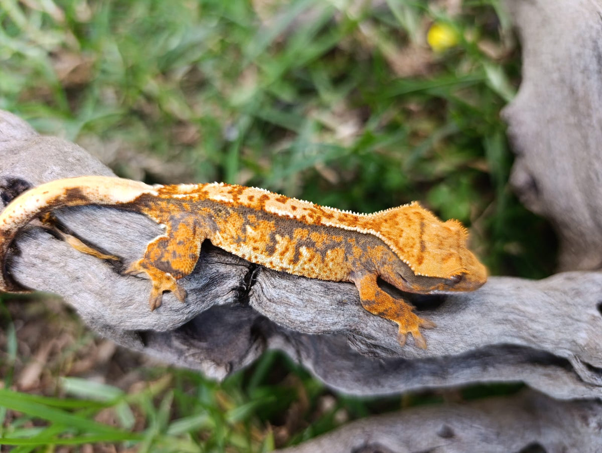 Tri-Colour Baby