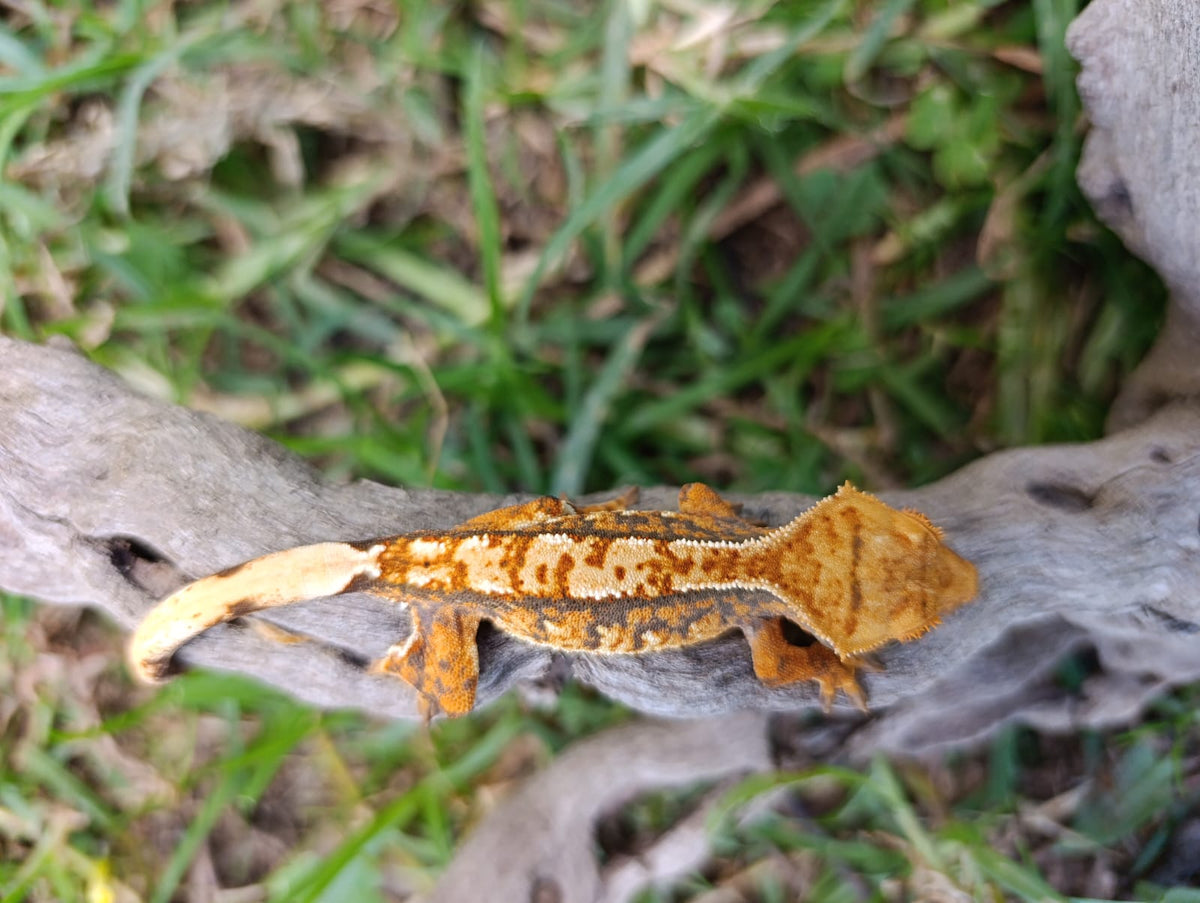 Tri-Colour Baby