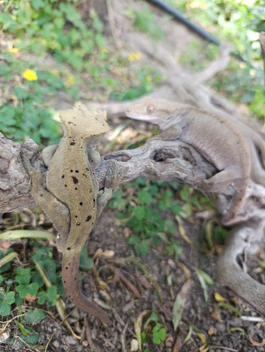 Breeder Dalmation Female and Male
