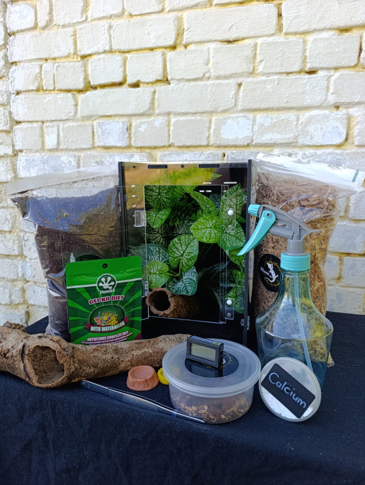 Complete Gecko Kit Baby