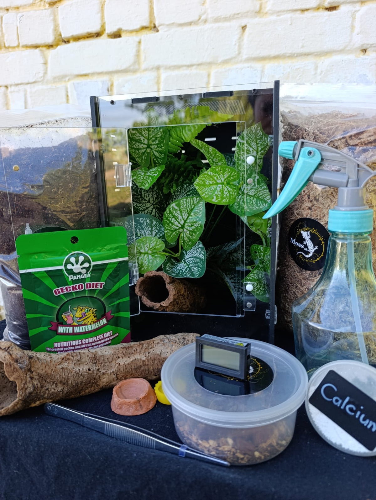Complete Gecko Kit Baby