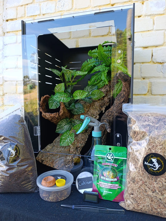 Complete crested gecko kit, large: 40x40x60 enclosure, plants, Pangea food and accessories