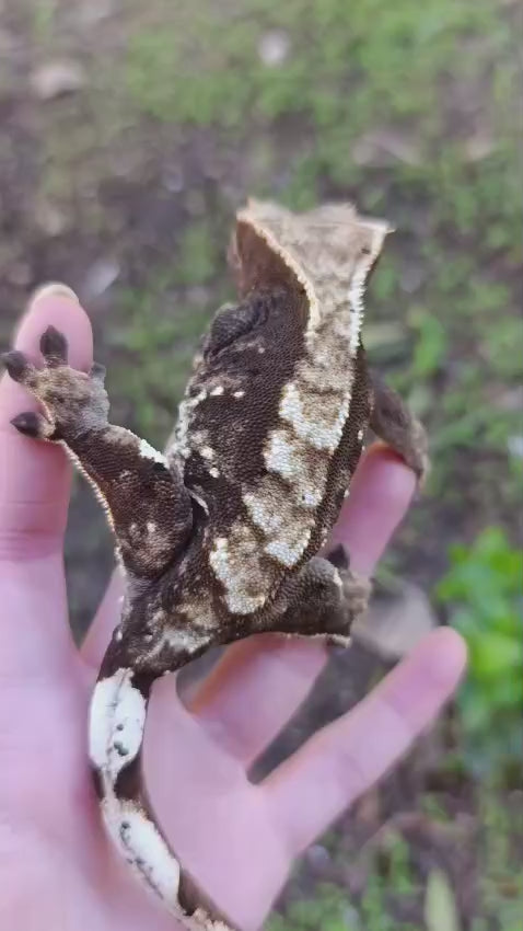 Adult Breeder Female